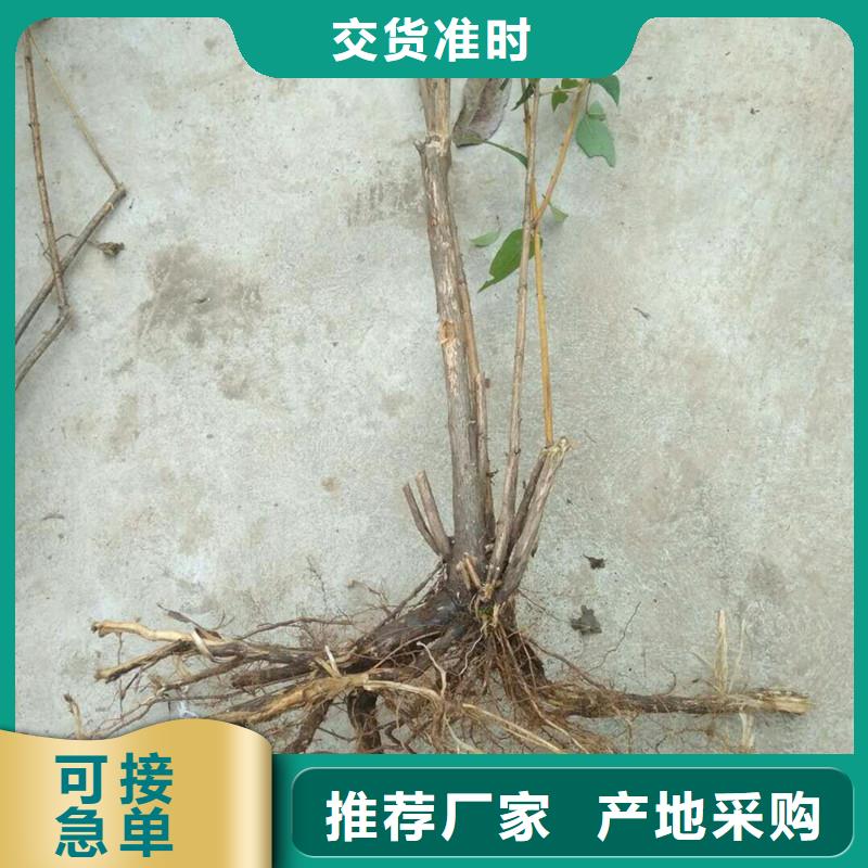 杈杷果苹果苗把实惠留给您品种全