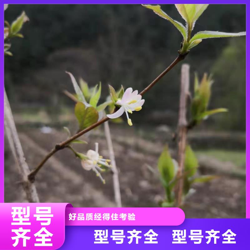 杈杷果苗种植技术销售的是诚信