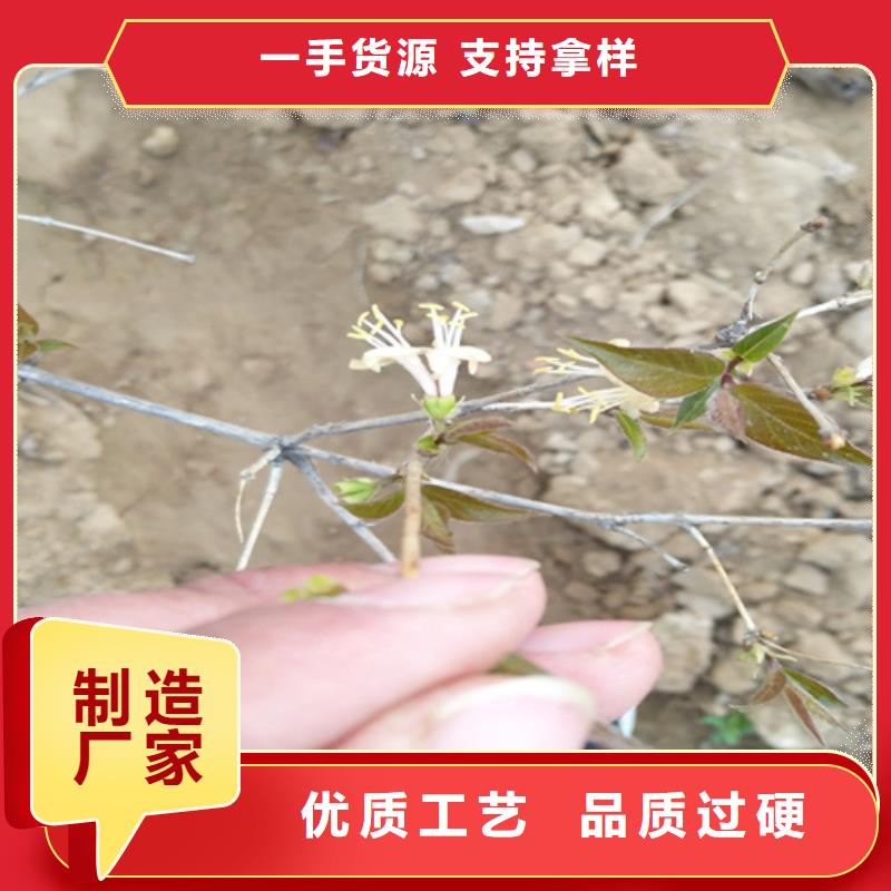 健身果树苗适合种植地区同城生产商