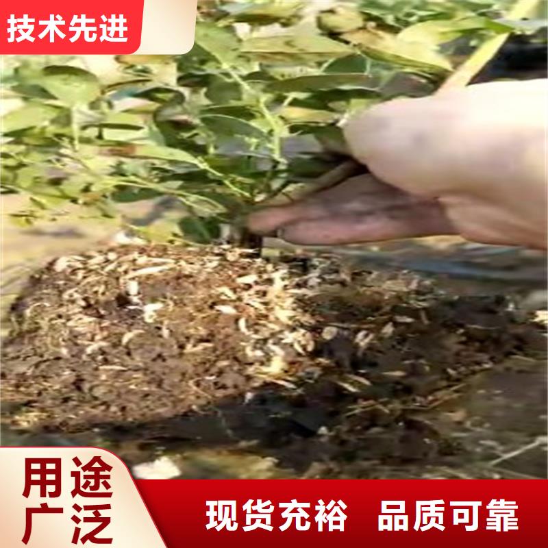 蓝莓苗梨树苗源头厂家供应附近经销商