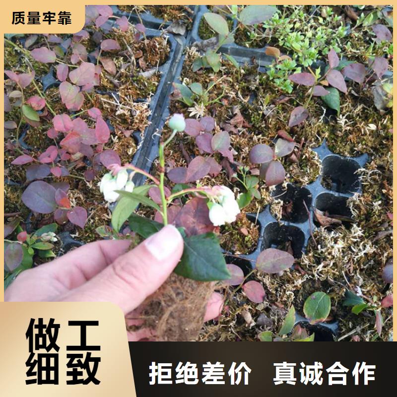 蓝莓苗草莓苗优质货源当地品牌