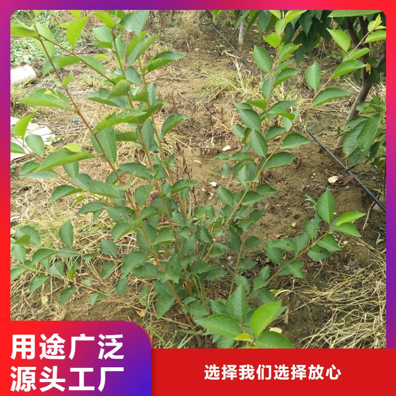 矮化大樱桃树苗价格24小时下单发货