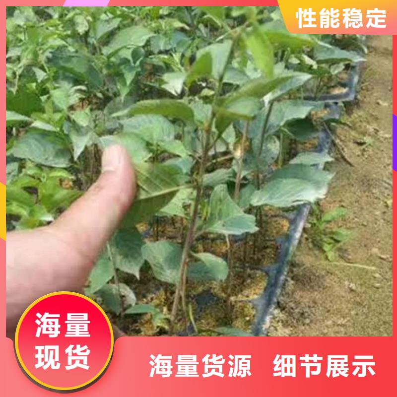 【樱桃】板栗苗实力见证价格有优势