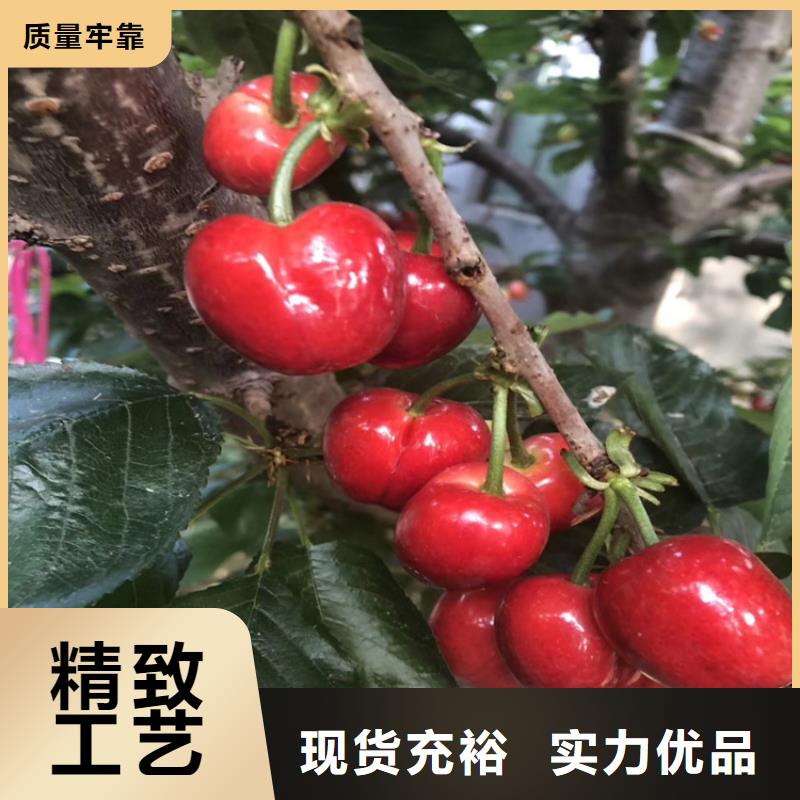 大樱桃树苗大棚种植同城厂家