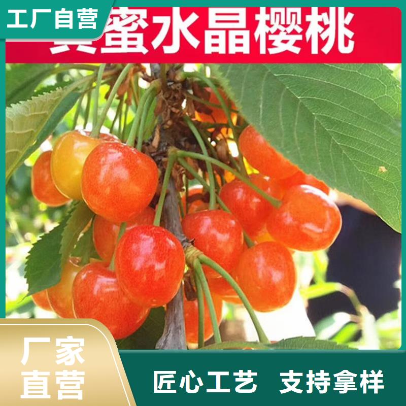 大樱桃苗适合种植地区附近品牌