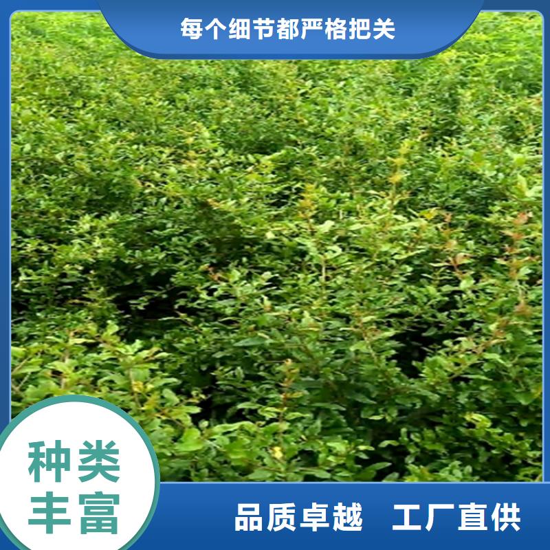 黑籽石榴苗种植基地附近货源