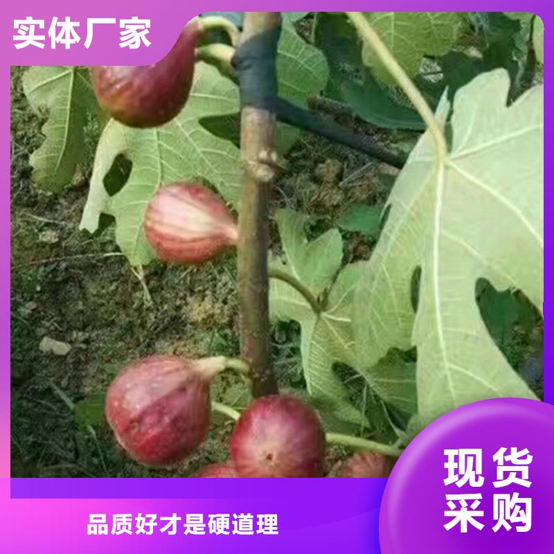 无花果树苗怎么卖/轩园园艺场货源直销