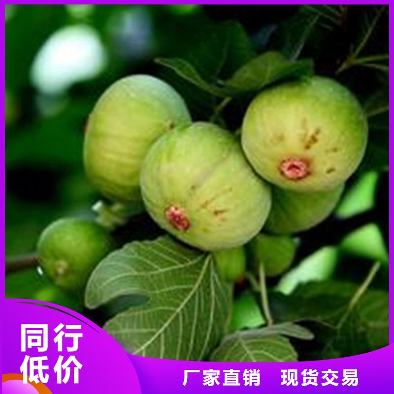 【无花果樱桃苗细节之处更加用心】库存丰富