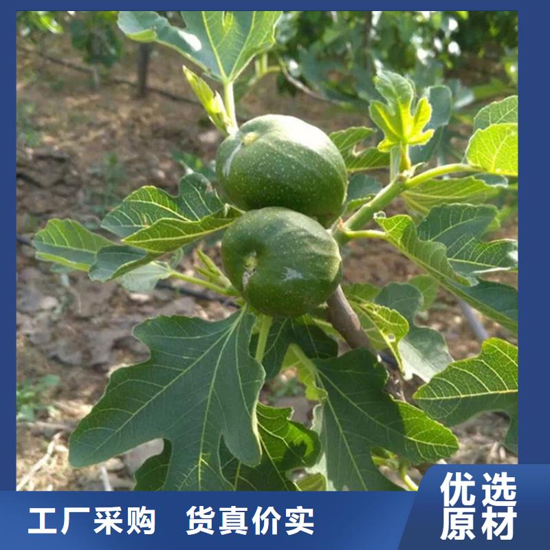 【无花果桃树苗实力优品】工艺成熟