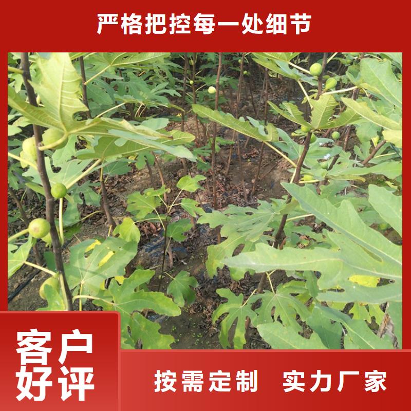 无花果,樱桃苗现货直供当地货源