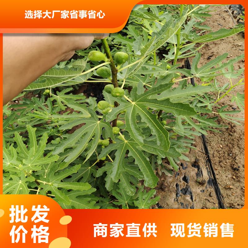 无花果梨树苗N年专注细节展示