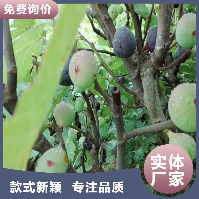 无花果蓝莓苗产品细节符合国家标准