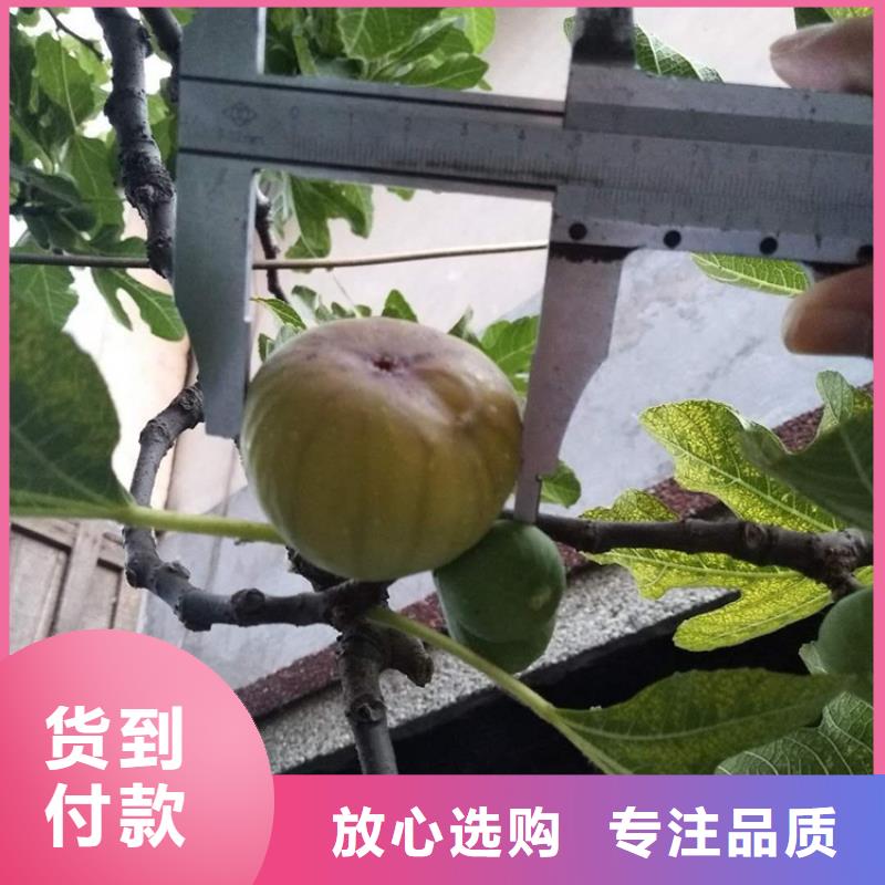 无花果-【蓝莓苗】厂家工艺先进同城制造商