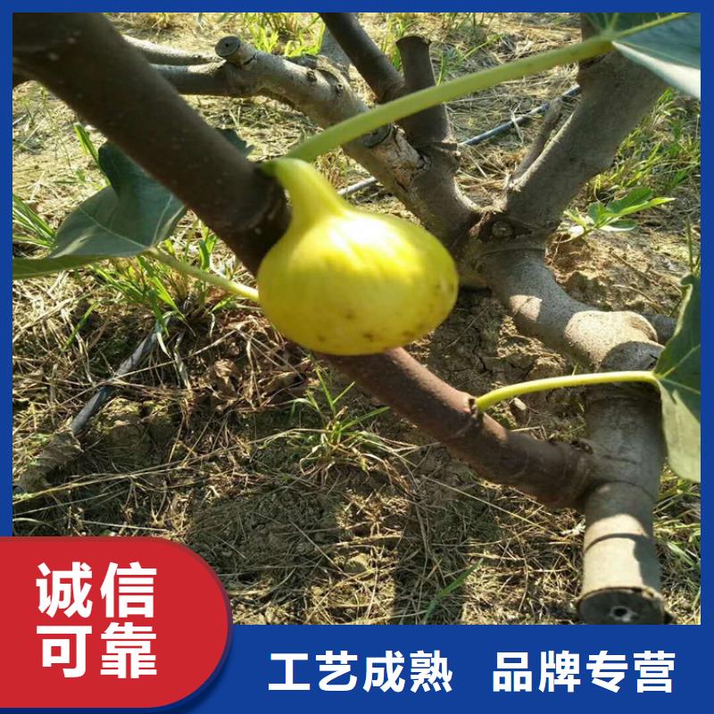 无花果_梨树苗用品质说话本地服务商