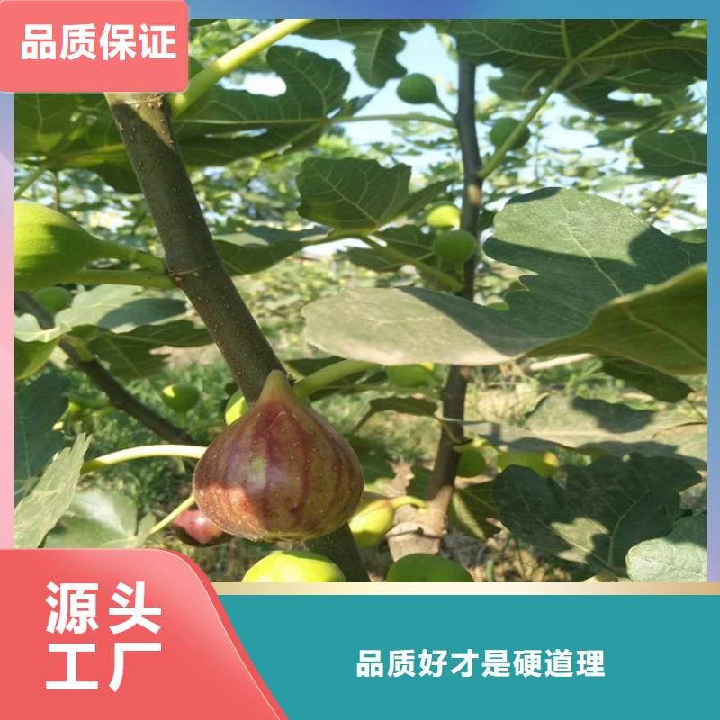 无花果,无花果苗批发价格同城供应商