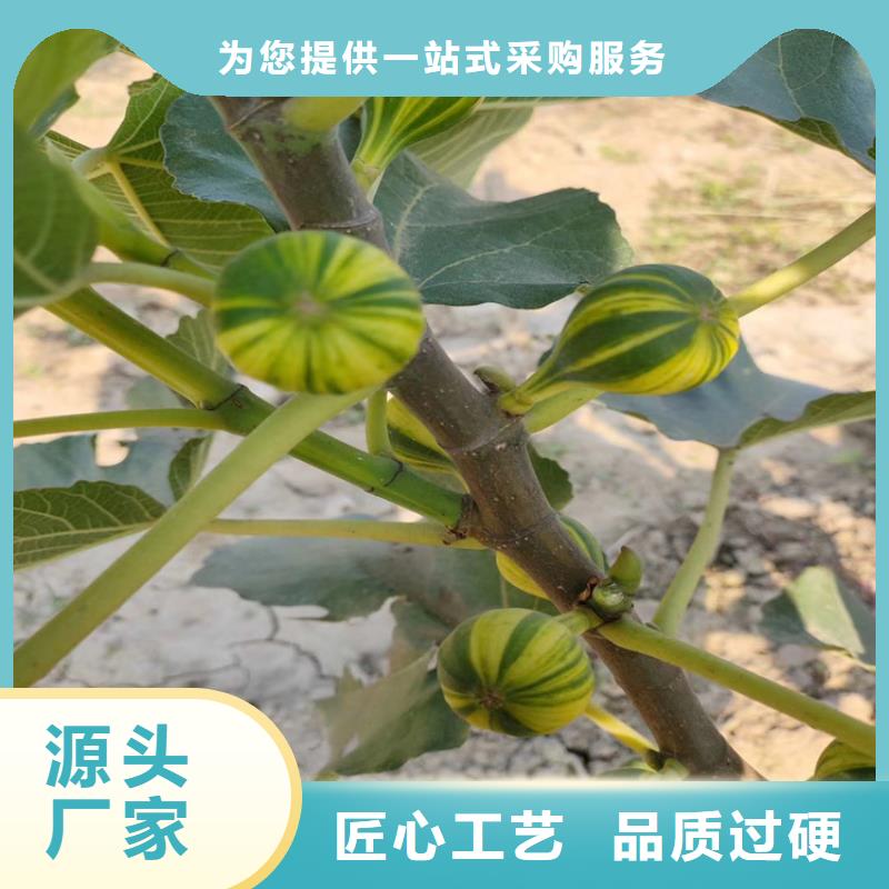 无花果-石榴树产地直供支持定制