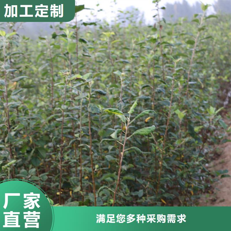 苹果_苹果苗满足客户需求支持拿样