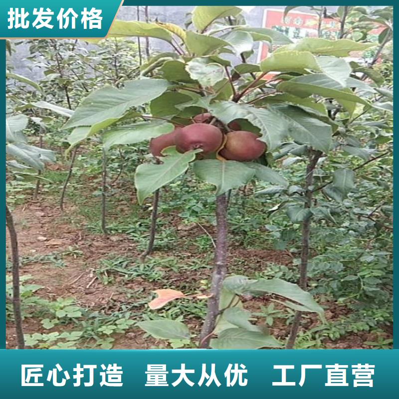 苹果石榴树品质优良同城厂家