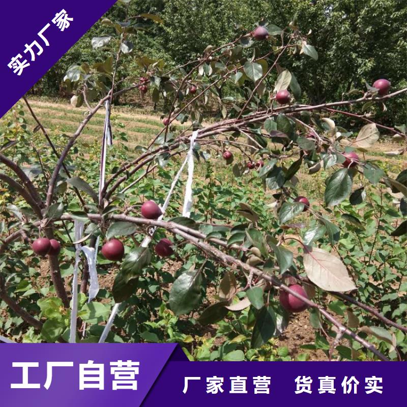 苹果桃树苗好产品价格低经销商