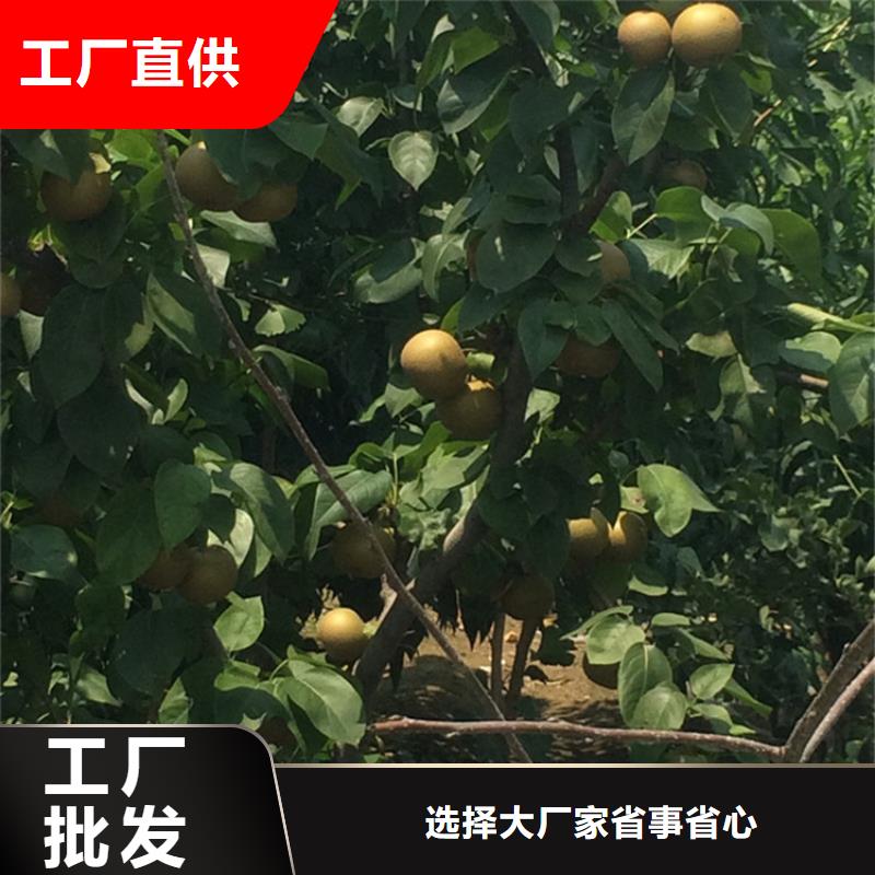 【梨树-西瓜苗随心所欲定制】好产品有口碑