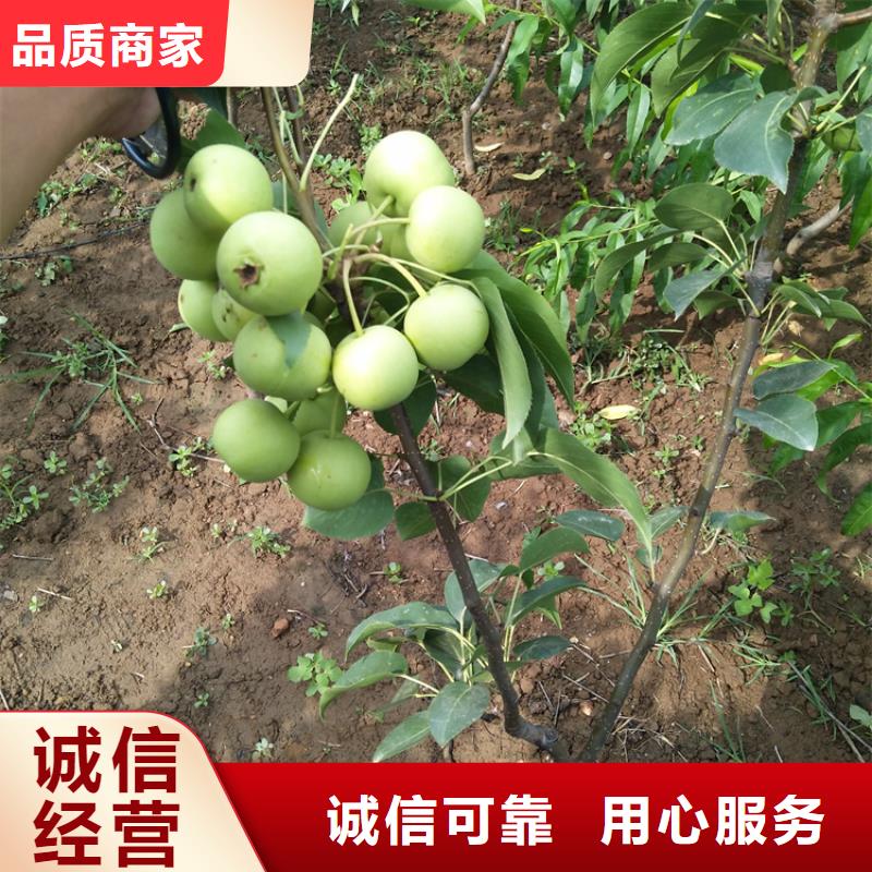 梨树【苹果苗】质量上乘本地生产商