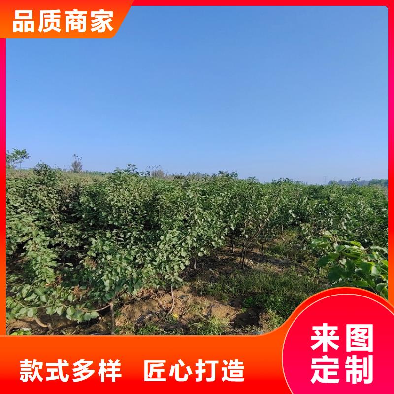 红梨苗种植基地同城经销商