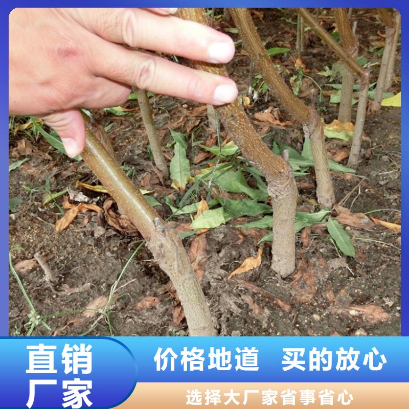 桃红颜草莓大量现货当地经销商