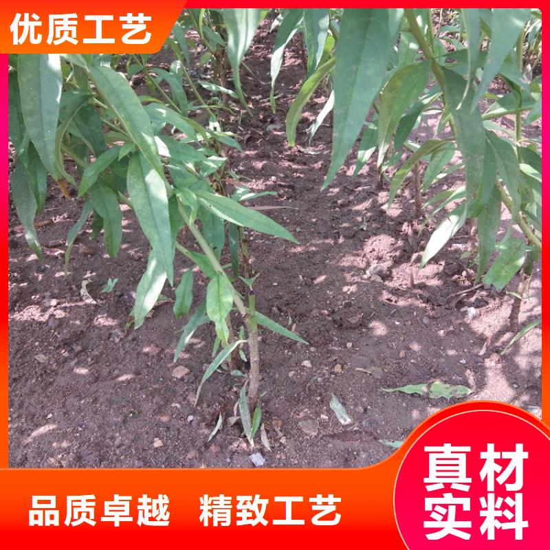 桃苹果苗匠心打造当日价格