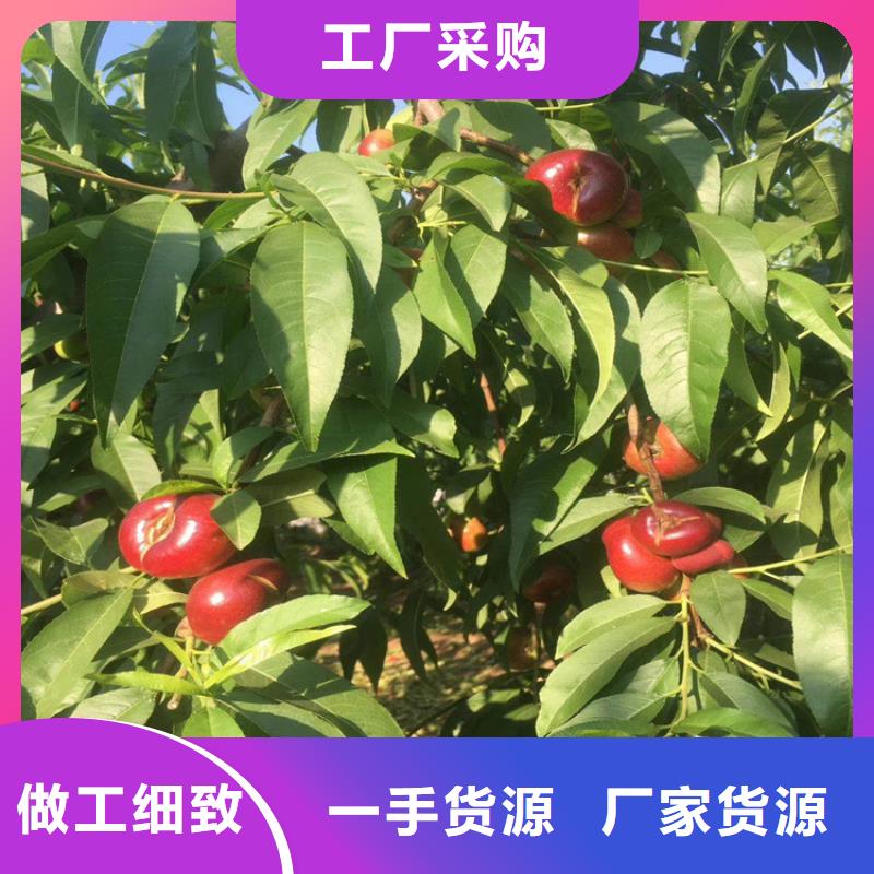 【桃板栗苗精选好货】让客户买的放心