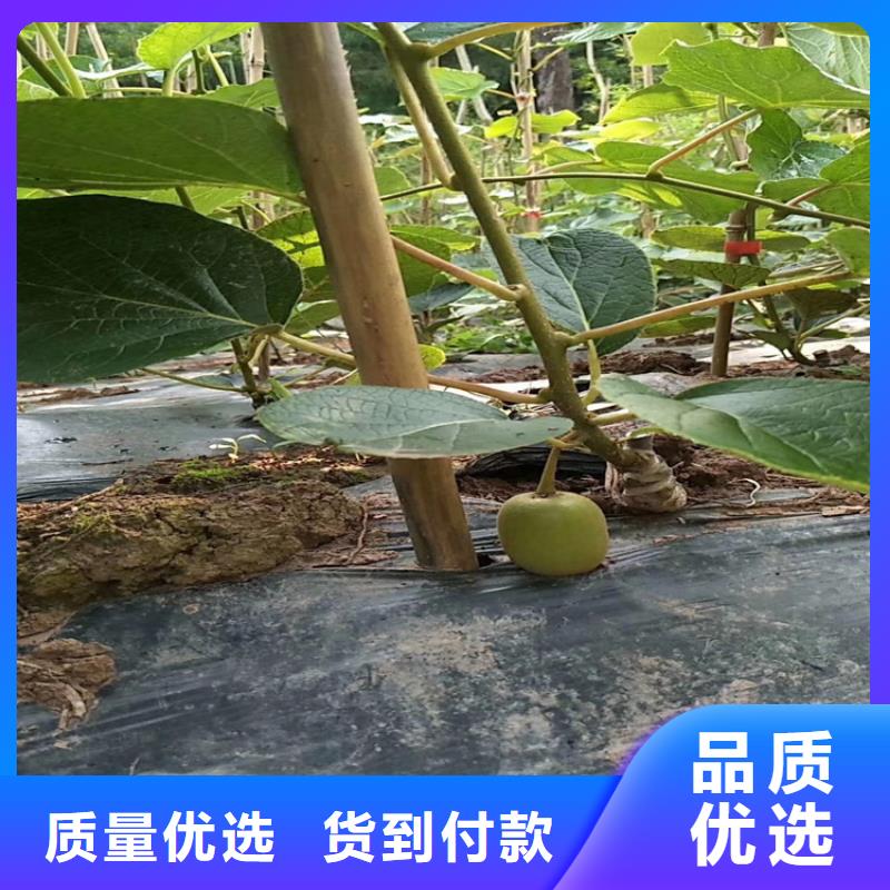 黄心猕猴桃苗露天种植附近货源