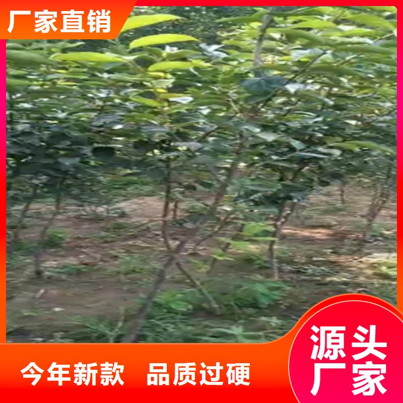 柿子苹果苗可放心采购价格地道