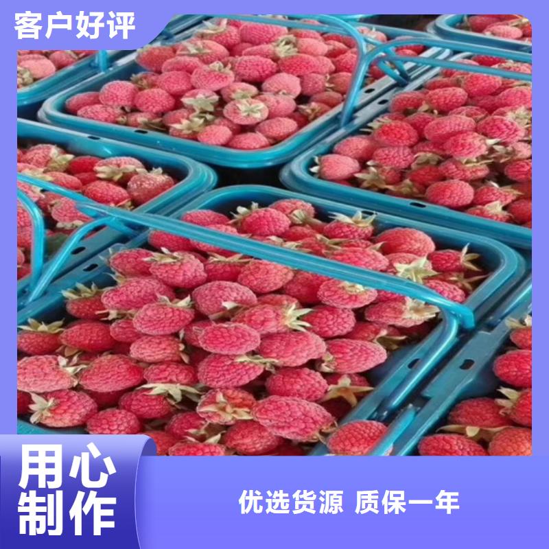 树莓_苹果苗批发供应品质优选