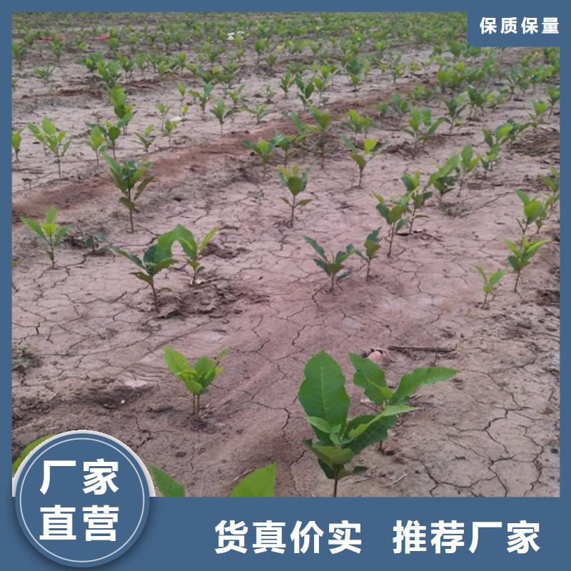 【碧根果】苹果苗专业设计附近公司