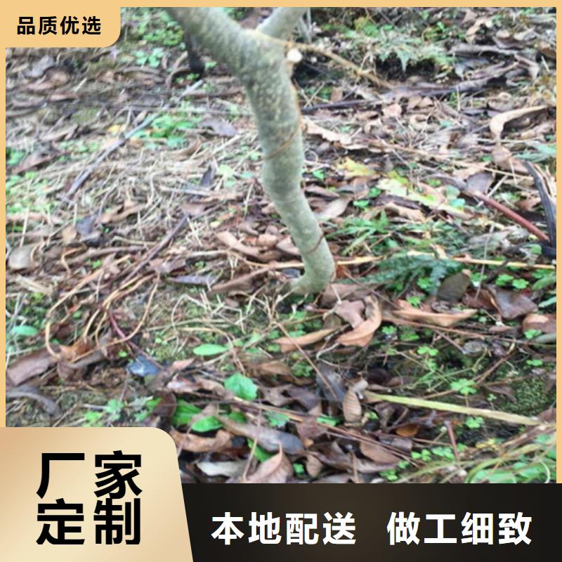 【碧根果_苹果苗质优价保】当地经销商