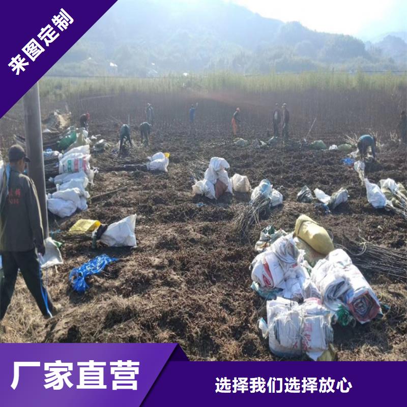 碧根果苗怎么卖品牌大厂家