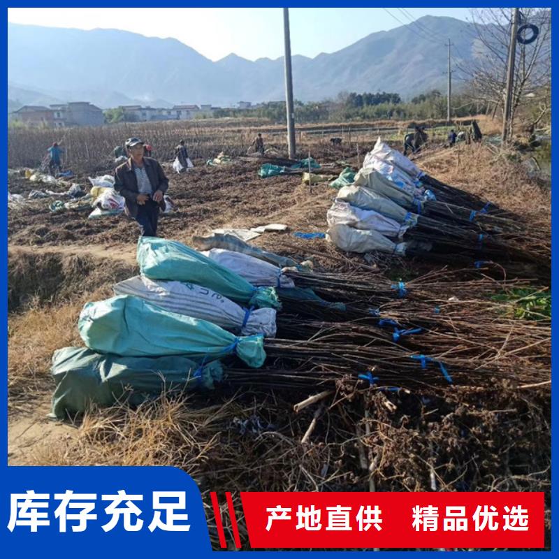 碧根果-苹果苗支持定制加工本地服务商