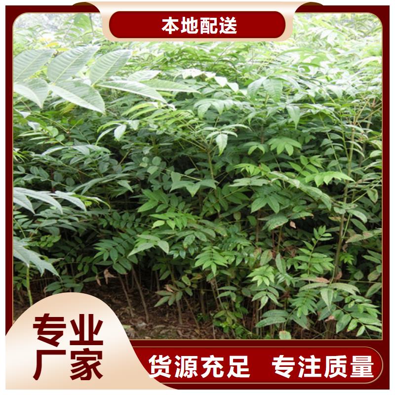 香椿梨树苗用品质说话当地供应商