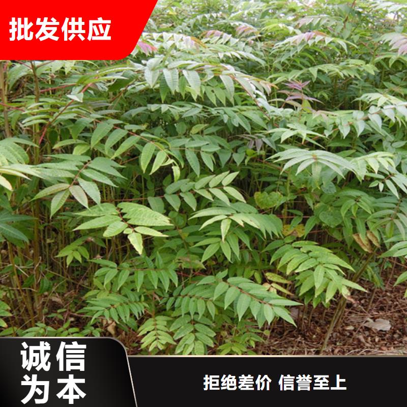 香椿,樱桃苗质量层层把关附近品牌