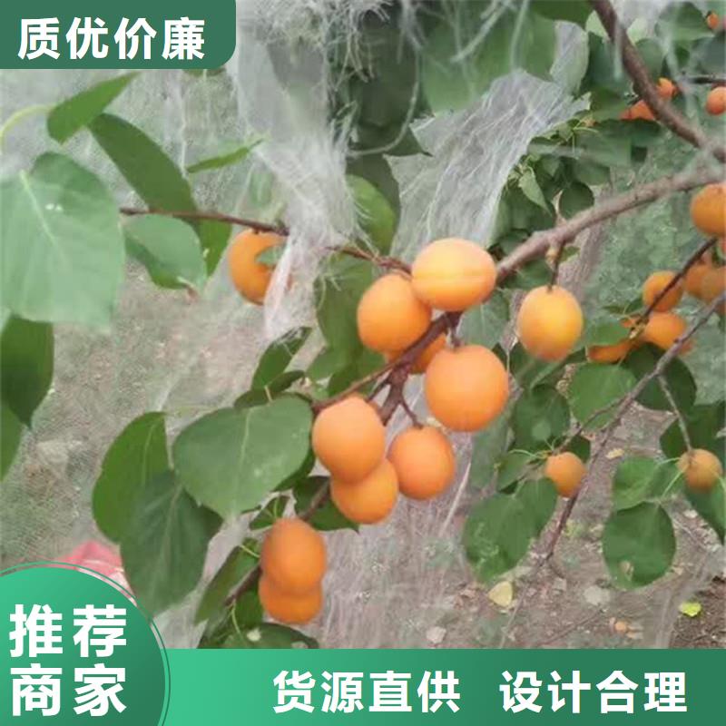 杏桃树苗工厂直供当地货源