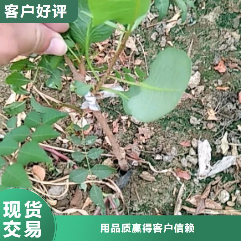 【开心果】樱桃苗48小时发货同城供应商