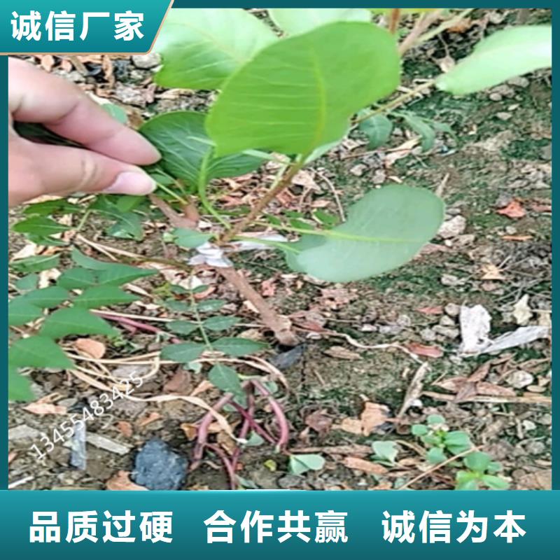 开心果【樱桃苗】一站式厂家本地公司