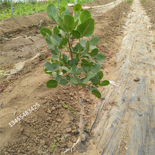 开心果苗种植基地价格合理