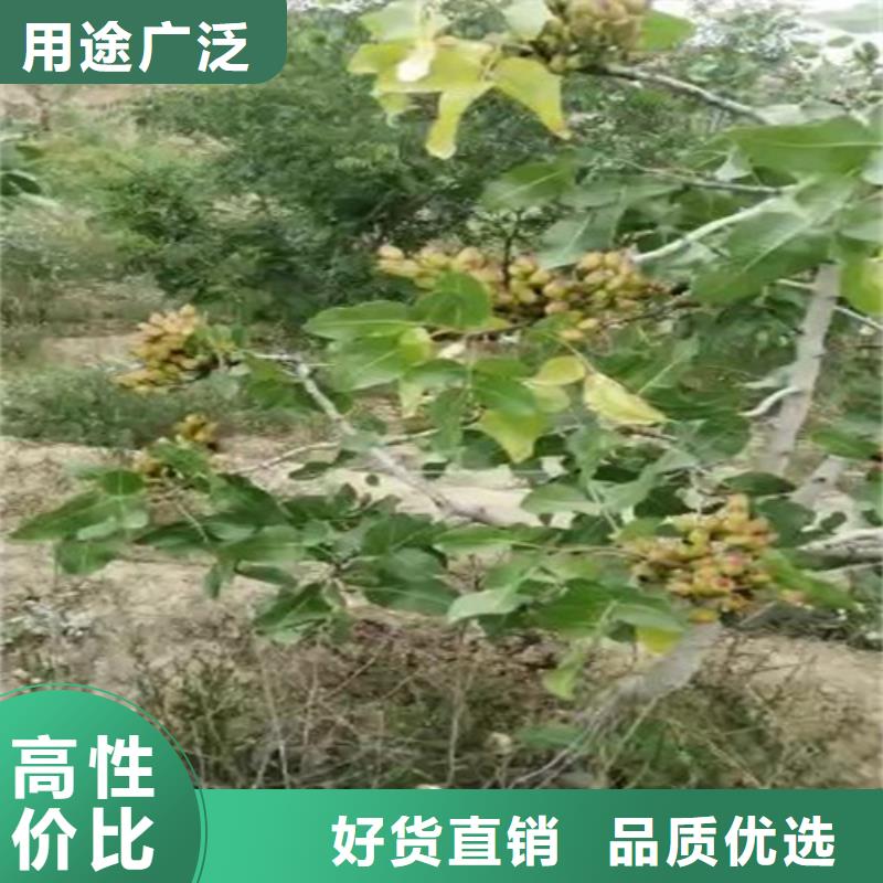 开心果【石榴树】我们更专业同城生产商