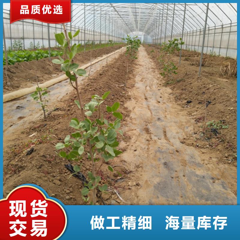 开心果苗价格同城公司