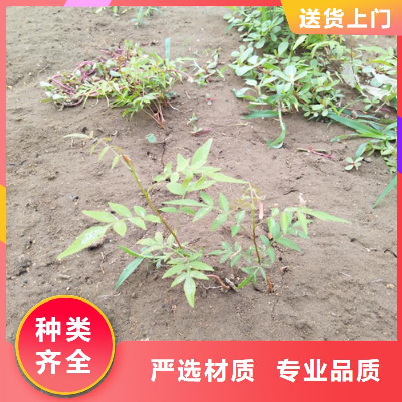 阿月浑子适合种植地区源厂直销