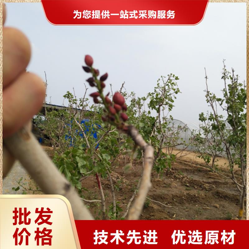 阿月浑子树苗种植基地附近品牌