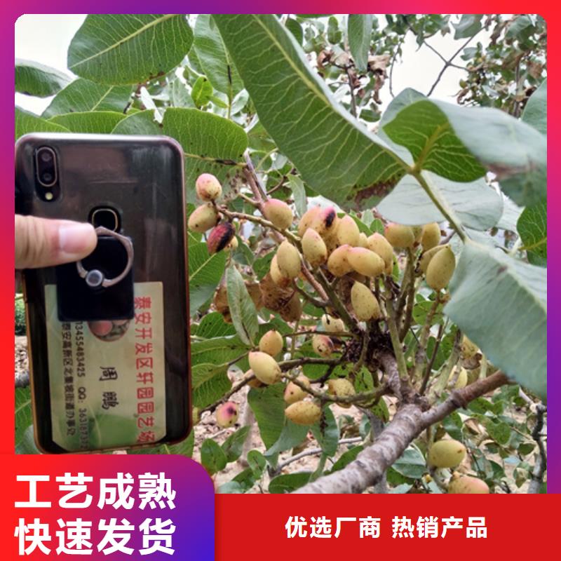 开心果树种植技术同城经销商