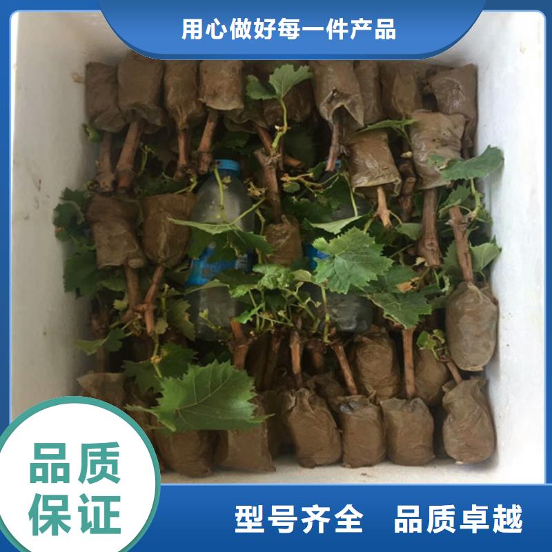 红玫瑰葡萄苗品种齐全同城经销商