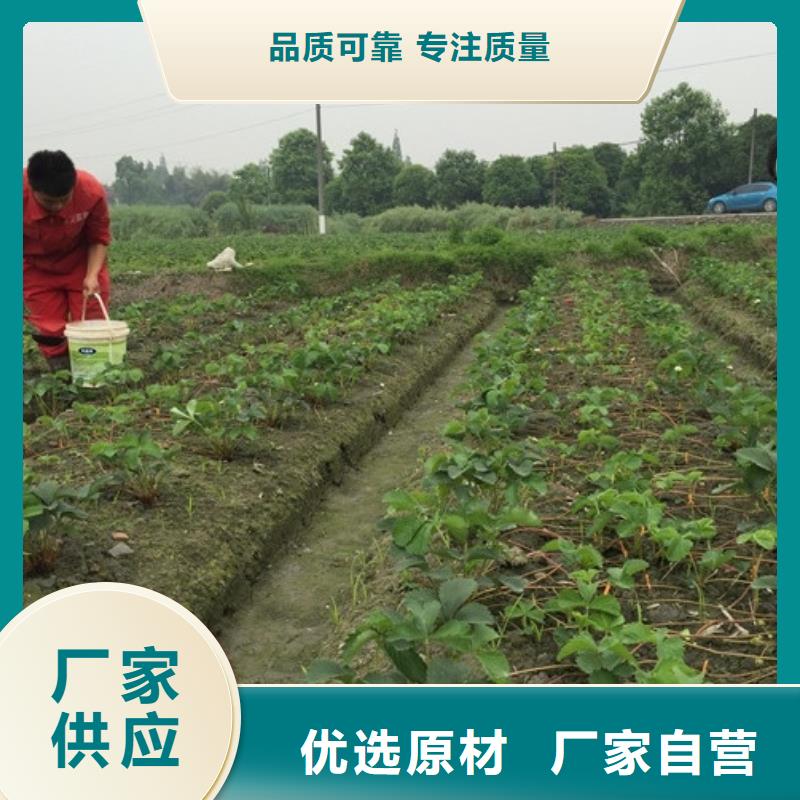 奶油草莓苗实体厂家大量现货