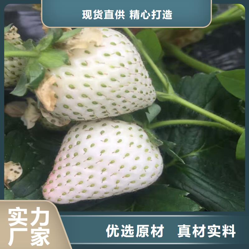 生产章姬草莓苗_优质厂家本地供应商